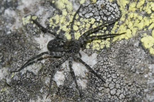 Pardosa nigra