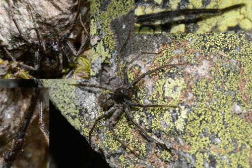 Pardosa nigra