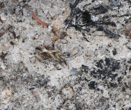 Réf. 128 513 : Henestaris laticeps