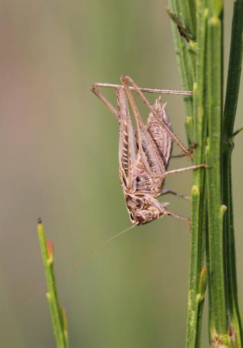 Tessellana tessellata tessellata