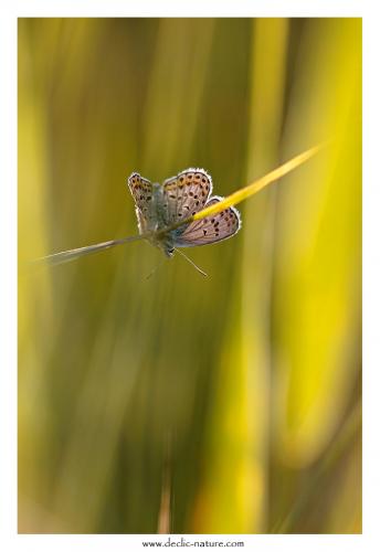 Plebejus argus