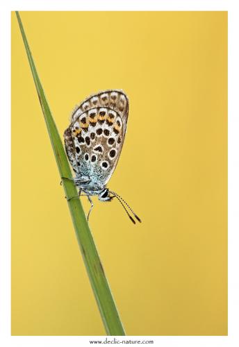 Plebejus argus