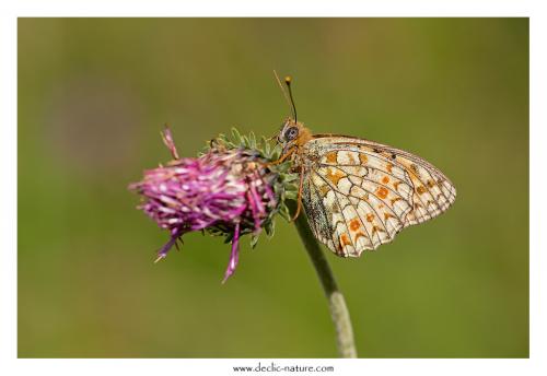 Argynnis niobe
