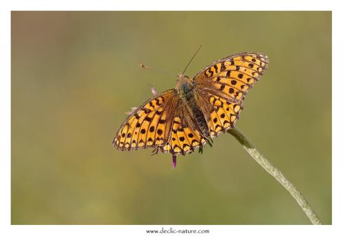 Réf. 128 397 : Argynnis niobe