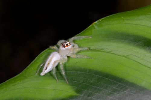 Telamonia sp.