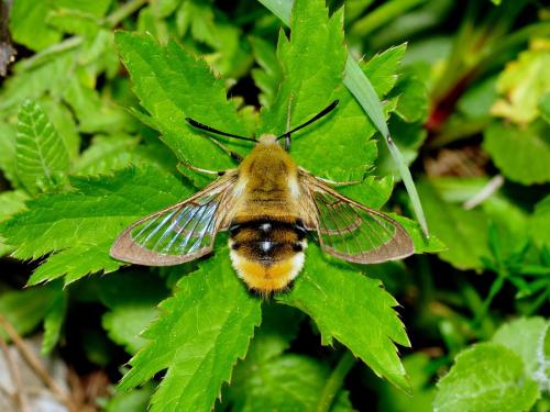 Hemaris tityus