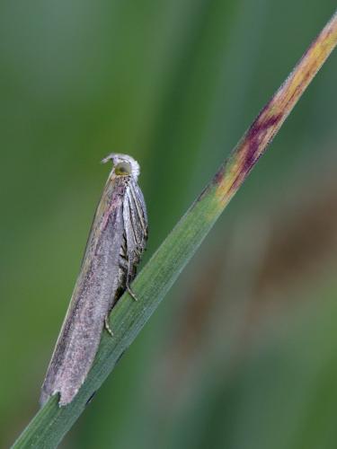 Oncocera semirubella