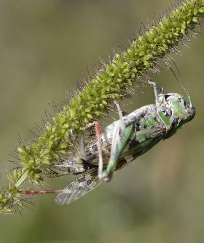 Réf. 128 858 : Oedaleus decorus