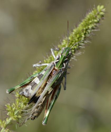 Réf. 128 859 : Oedaleus decorus