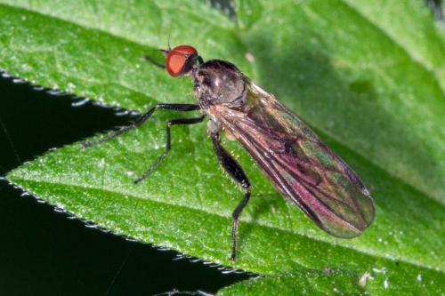 Hybos sp.