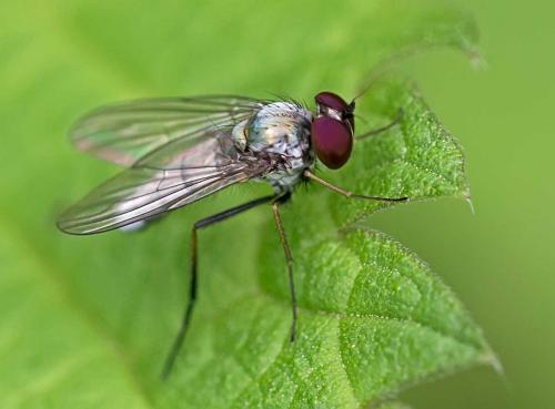 Réf. 128 944 : Argyra argyria