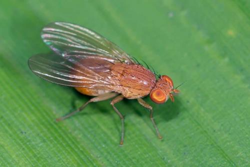 Réf. 128 263 : Sapromyzosoma laevatrispina