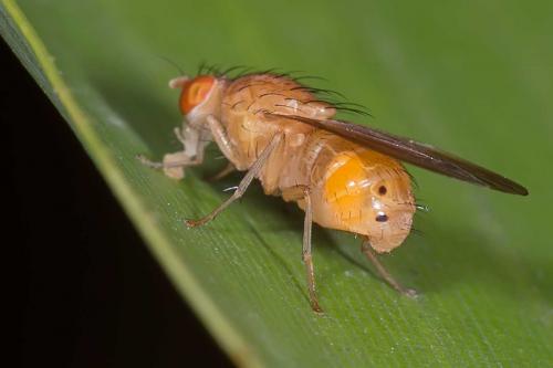Sapromyzosoma laevatrispina