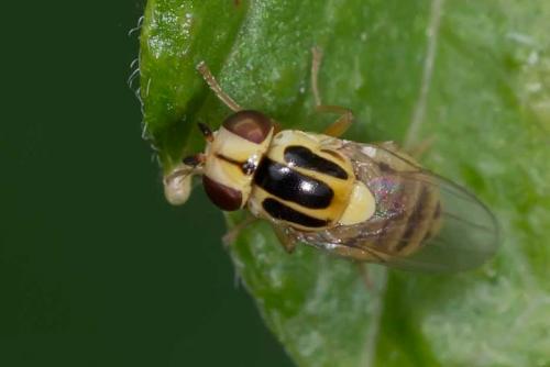 Thaumatomyia sp.
