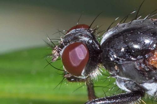 Cordilura ciliata