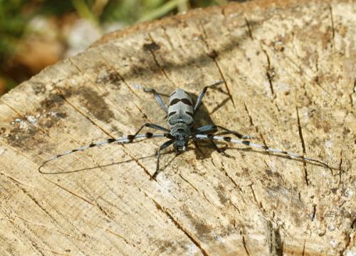 Rosalia alpina