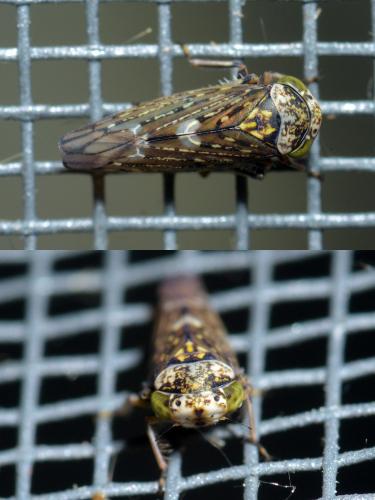 Acericerus heydenii