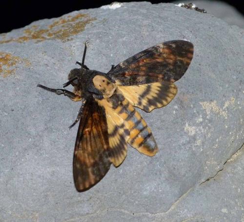 Réf. 128 631 : Acherontia atropos
