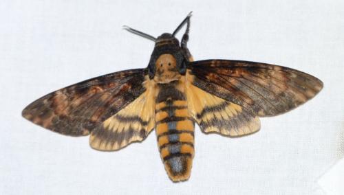 Réf. 128 632 : Acherontia atropos