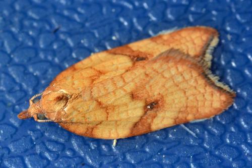 Acleris rhombana
