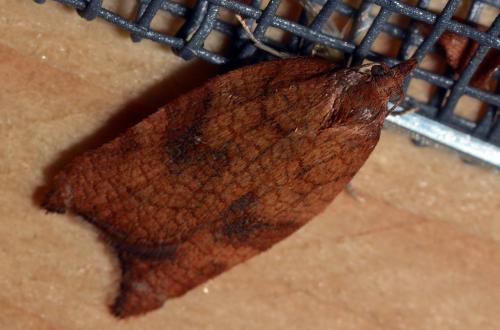 Acleris rhombana
