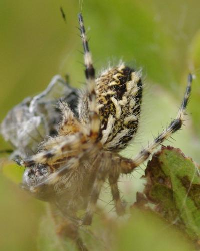 Aculepeira ceropegia