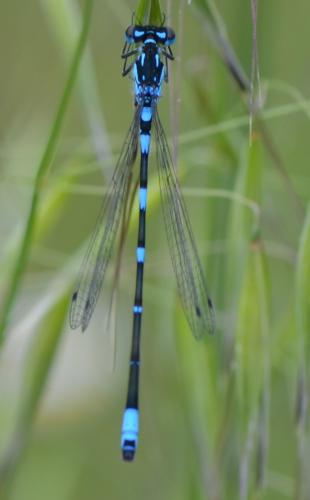 Réf. 128 627 : Coenagrion pulchellum