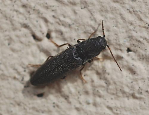 Agriotes gallicus