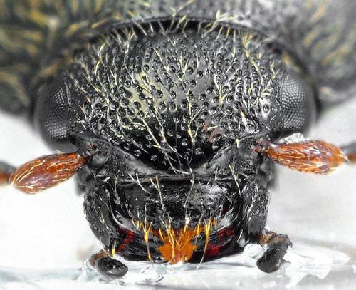 Paraphotistus nigricornis