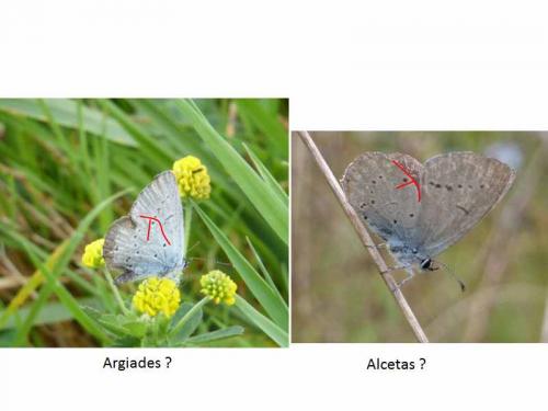 Cupido alcetas