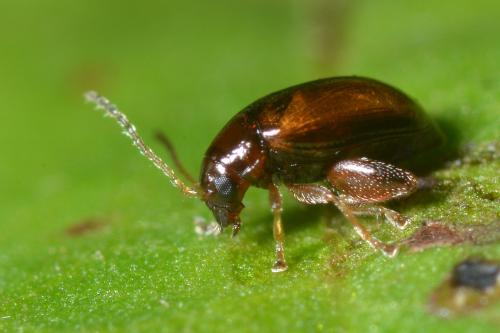 Réf. 128 910 : Longitarsus sp.