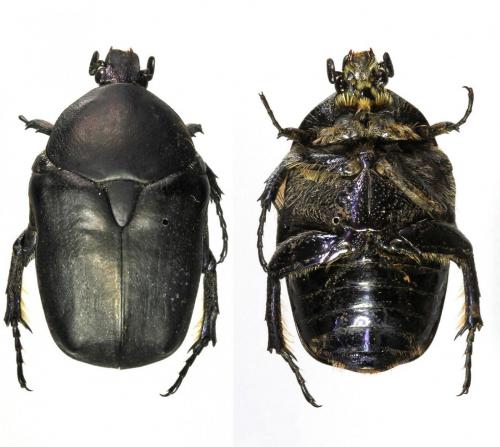 Réf. 128 661 : Protaetia afflicta servillii
