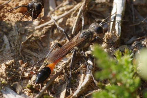 Ammophila sabulosa