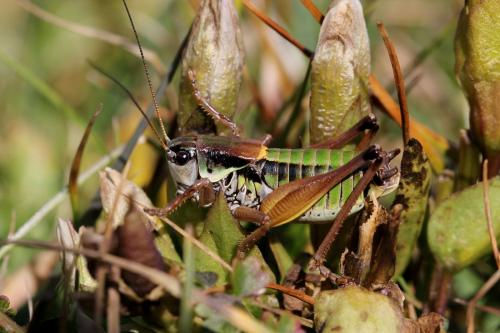 Réf. 128 093 : Anonconotus occidentalis