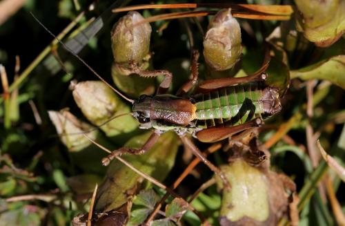 Anonconotus occidentalis