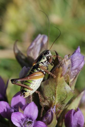Réf. 128 094 : Anonconotus occidentalis