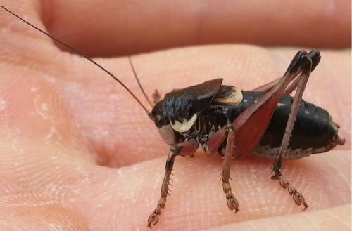 Anonconotus ghiliani