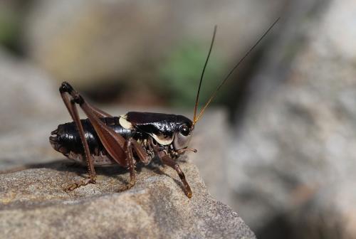 Anonconotus ghiliani