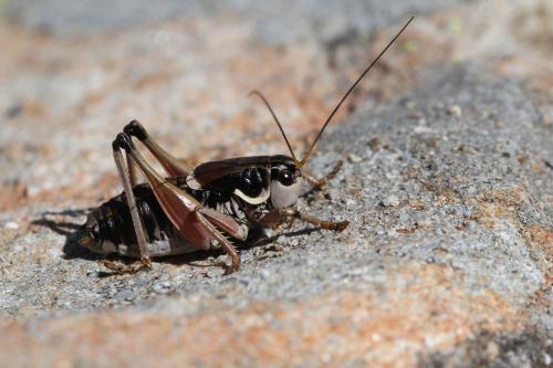 Anonconotus ghiliani