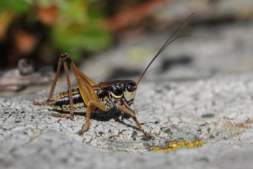 Anonconotus mercantouri