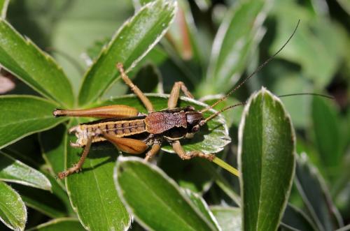 Anonconotus mercantouri