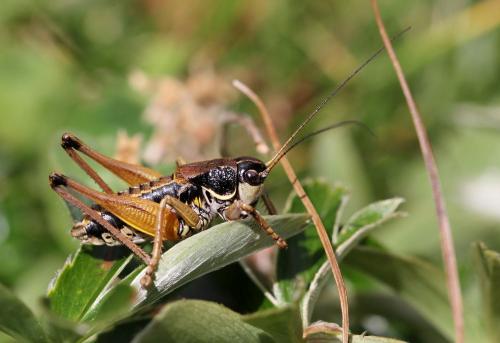 Réf. 128 323 : Anonconotus mercantouri