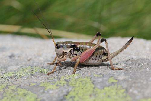 Anonconotus ghiliani