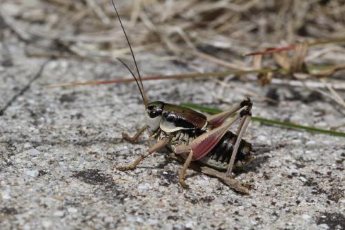 Anonconotus ghiliani
