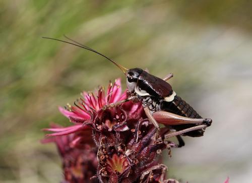 Anonconotus ghiliani