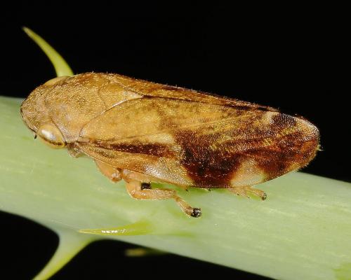 Philaenus spumarius