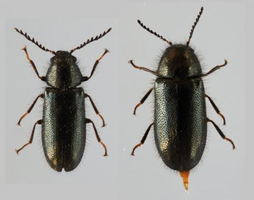 Aplocnemus virens