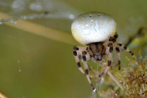Araneus quadratus