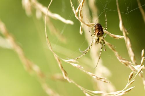 Metellina sp.