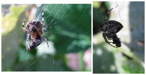 Araneus diadematus